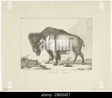 Bizon Bison Objektart: Bild Artikelnummer: RP-P-BI 4800 Aufschriften / Marken: Sammlermarke, darunter links, gestempelt: Lugt 240 Hersteller: Druckmaschine Leendert Brasser (Listed Property) zum Gemälde von Gerrit van den Heuvel (angegeben auf Objekt) Ort Herstellung: Rotterdam Datum: 1766 - 173 Physische Merkmale: Gegendruck des Ätzmaterials: Papiertechnik: Ätz-/Gegendruckmessungen: Plattenkante: H 189 mm × W 235 mmToelichtingTegenafduk von Druck zu Malerei von Gerrit van den Heuvel. Betrifft: Tiere mit Kapuze: Bison Stockfoto