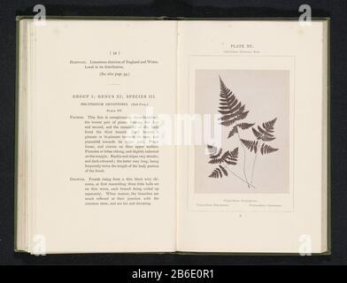 Blätter von drei Arten eikvarens Polypodium Phegopteris Polypodium Dryopteris Polypodium Calcareum (Titelobjekt) Blätter von drei Arten eikvarensPolypodium Phegopteris. Polypodium Dryopteris. Polypodium Calcareum (Titelobjekt) Eigenschaftstyp: Fotoseite Artikelnummer: RP-F 2001-7-400-15 Aufschriften/Marken: Beschriftung, Nachzeichnung, gedruckt: "Platte XV Ein Drittel der natürlichen Größe.' Hersteller: Fotograf Sydney CourtauldPlaats Herstellung: England Datum: CA. - oder 1877 Material für: Papiertechnik: Albumindrucke Abmessungen: Foto: H 113 mm × W 87 mmToelichtingFoto 34. Betreff Gegenseite: FE Stockfoto