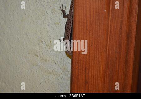Eine europäische gemeine Mauereidechse an einer gelben Mauer neben einer Holztür in einem Bergdorfhaus im Norden von Montenegro Stockfoto