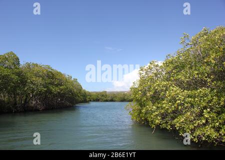 Beobachten Sie Mangroven auf einer Bootstour durch die Westküste von Puerto Rico. Stockfoto