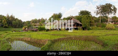 Reisfelder vor Villen, Four Seasons Resort, Chiang Mai, Provinz Chiang Mai, Thailand Stockfoto