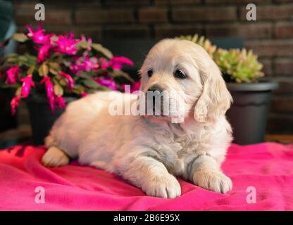 Süßes zweimonatiges goldenes Retriever Puppenporträt in pinkfarbener Decke Stockfoto