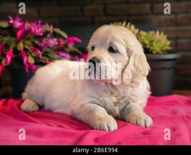 Süßes zweimonatiges goldenes Retriever Puppenporträt in pinkfarbener Decke Stockfoto