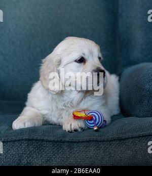 Zwei Monate goldener Retriever Welpe sitzend niedliches Porträt, mit einem Farbspielzeug in blauem Hintergrund Stockfoto