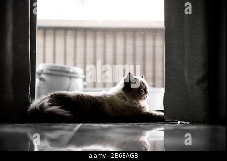 Himalaya-Katze allein zu Hause Stockfoto