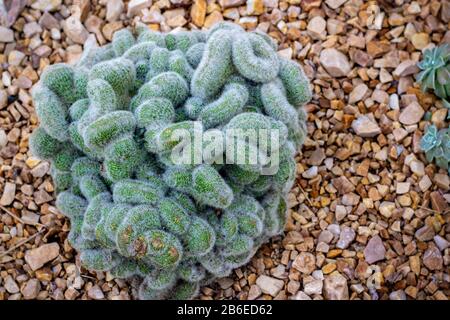 Cleistocactus strausii cristata, ein aus Bolivien einheimischer Kaktus, bedeckt mit silbrigen Stacheln und bildet Klumpen Stockfoto