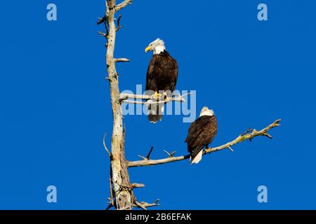 Zwei baldige Adler (Haliaetus leucocephalus) stachen auf abgestorbenen Ästen eines douglas-tannenbaums entlang der Küste bei Nanaimo, Vancouver Island, BC, Kanada Stockfoto