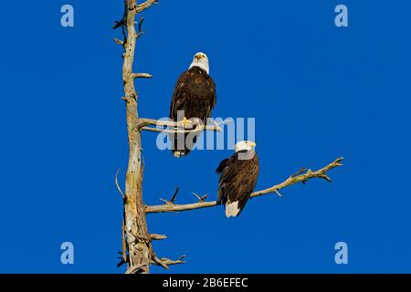 Zwei baldige Adler (Haliaetus leucocephalus) stachen auf abgestorbenen Ästen eines douglas-tannenbaums entlang der Küste bei Nanaimo, Vancouver Island, BC, Kanada Stockfoto