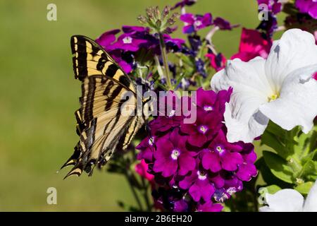 Western Tiger Schwalbenschwanz (Papilio Rutulus) Schmetterling bestäuben eine Petunie Blume in einem Garten in Nanaimo, Vancouver Island, BC, Kanada Stockfoto