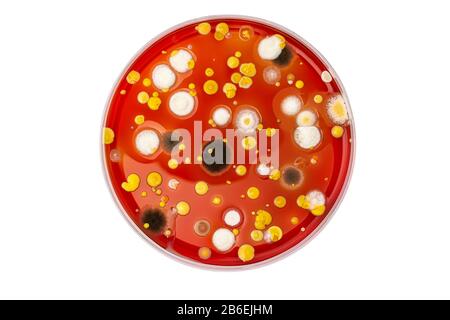 Petrischale mit Mischung aus Bakterienkolonien Stockfoto