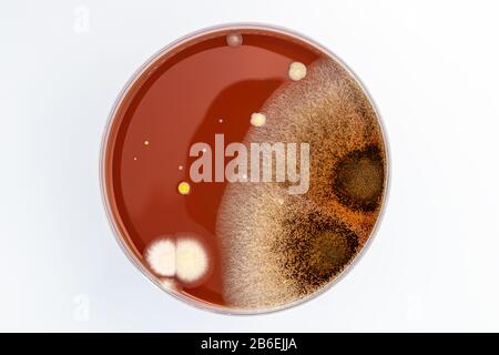 Petrischale mit Mischung aus Bakterienkolonien Stockfoto