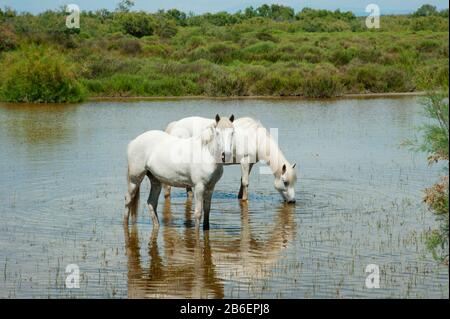 Zwei weiße Camargue-Pferde in einer Lagune entlang der D85A, Camargue, Saintes-Maries-De-La-Mer, Bouches-Du-Rhone, Provence-Alpen-Cote d'Azur, Frankreich Stockfoto