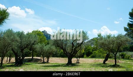 Olivenbäume vor dem alten Monastere Saint-Paul-De-Mausole, St.-Remy-De-Provence, Bouches-Du-Rhone, Provence-Alpen-Cote d'Azur, Frankreich Stockfoto