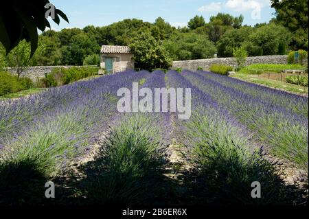 Garten hinter dem antiken Monastere Saint-Paul-De-Mausole, St.-Remy-De-Provence, Bouches-Du-Rhone, Provence-Alpen-Cote d'Azur, Frankreich Stockfoto