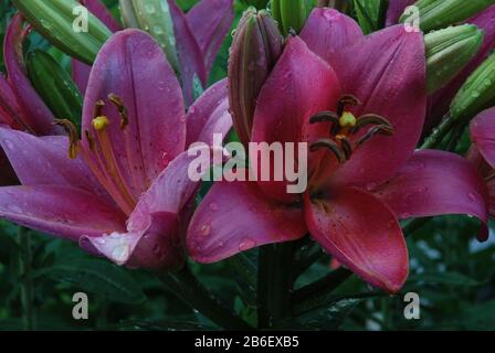 Makrofoto von 2 blühenden Lilienblättern Stockfoto