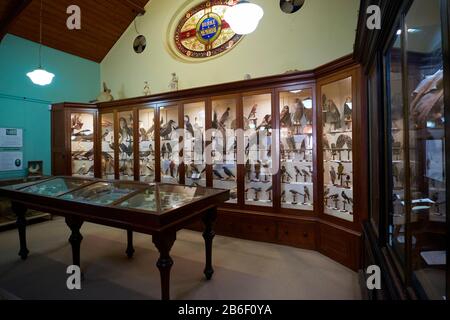 Die beeindruckenden Fälle von Taxidermy Birds im Burke Museum. In Beechworth, Victoria, Australien. Stockfoto