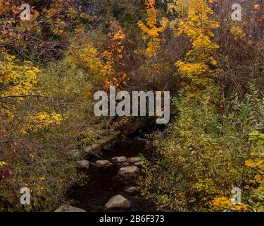 Herbstlaub am Lithia Park Creek, Ashland, Oregon, USA, im Herbst mit gelbem Ahorn-Baum. Ashland ist die Heimat des berühmten Shakespeare Stockfoto