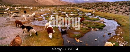 Lamas (Lama-Glama) weiden auf dem Feld, im Heiligen Tal, in der Region Cusco, Peru, Südamerika Stockfoto