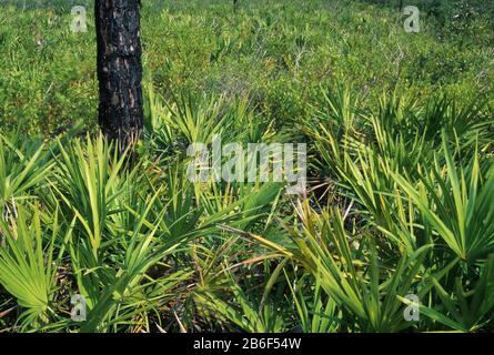 Langblättrige Kiefer und sah Palmetto, Das Disney Wilderness Preserve, Florida Stockfoto