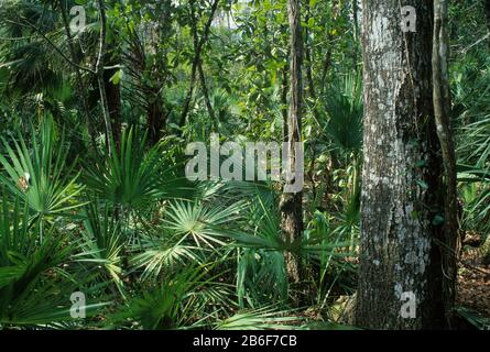 Glatze Cypress Tree Trail Forest, DeLeon Springs State Park, Florida Stockfoto