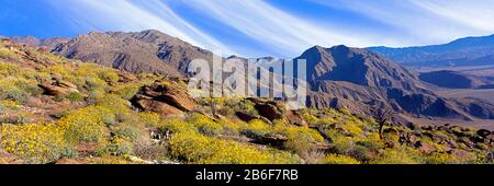 Blühende Sträucher im Anza Borrego Desert State Park, Borrego Springs, Kalifornien, USA Stockfoto