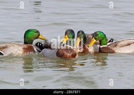 Eine Gruppe von männlichen Mallard Ducks Surround A Female Stockfoto