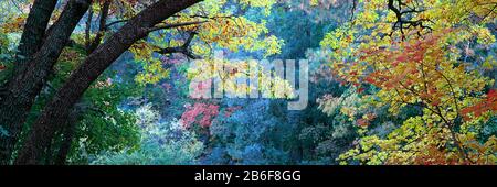 Herbstfarben im Fourth of July Canyon, New Mexico, USA Stockfoto