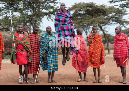 Maasai-Krieger, die einen Adamu Jump Dance machen. Stockfoto