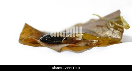 Goby fischt isoliert auf weißem Hintergrund. Stockfoto