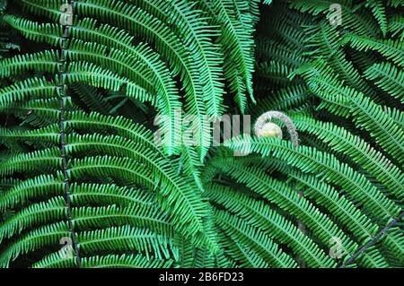 Der Farn hatte seine Triebe. Natürlicher Hintergrund. Stockfoto