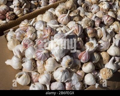 Knoblauch auf dem lokalen Markt, Ansi, Marrakech-Tensift-El Haouz, Marokko Stockfoto