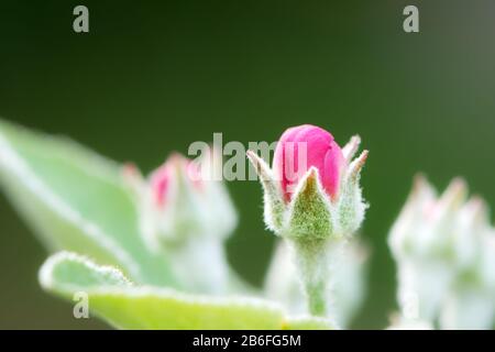 Rote Apfelblütenknospen. Blühende apfelblüte. Makro Nahaufnahme mit verschwommenem Vordergrund Stockfoto
