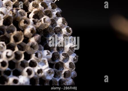 Wabenpatter Nahaufnahme der Makroansicht von Bienen oder Wespennest. Sechseckiges Muster in der Natur gefunden. Leeres Hornetnest. Stockfoto