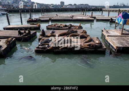 Seelöwen sonnen sich auf dem Dock von Pier 39 in San Franciso, Kalifornien, USA Stockfoto