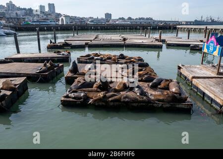 Seelöwen sonnen sich auf dem Dock von Pier 39 in San Franciso, Kalifornien, USA Stockfoto