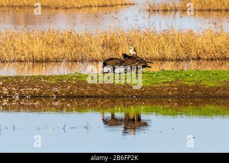 Ein junger Bald-Adler teilt sich eine Mahlzeit mit einem Paar puten-vulturen (Cathartes Aura) im Sacramento National Wildlife Refuge im Central Valley of Stockfoto