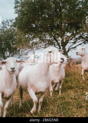 Ein Porträt von einigen Schafen auf einem operativen Bauernhof in Australien Stockfoto