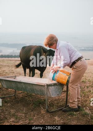 Eine Frau füttert eine Kuh in einem operativen Betrieb in Westaustralien Stockfoto