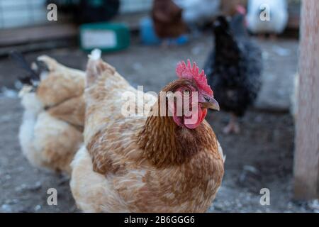 Neugierige Henne im Hühnerkoop im Hinterhof Stockfoto