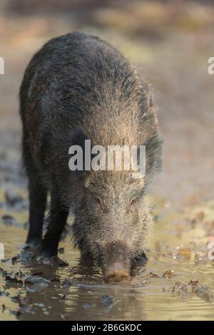 Wildschwein, Sus scrofa Stockfoto