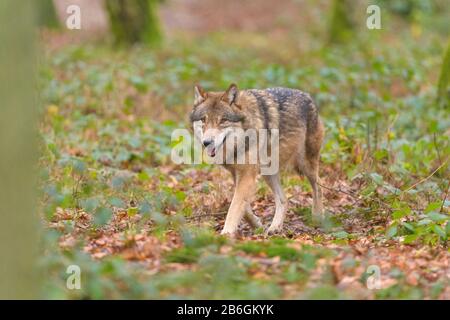 Wolf, Canis lupus, im Wald Stockfoto