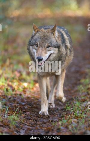 Wolf, Canis lupus, im Wald Stockfoto