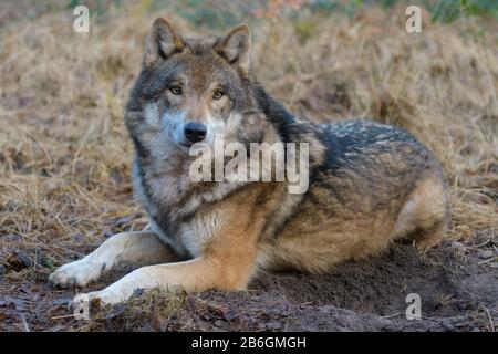 Wolf, Canis lupus, im Wald Stockfoto