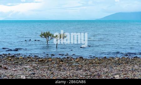 Zwei junge Mangrovenbäume, die im Meer an einem felsigen Ufer an der Küste von North Queensland Australia wachsen Stockfoto