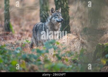 Wolf, Canis lupus, im Wald Stockfoto