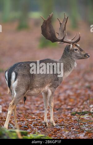 Fallow Deer, Dama dama, in Wald Stockfoto