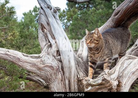 Tabbykatze steht auf einem Baumzweig, blickt weg, weicher Fokus. Stockfoto