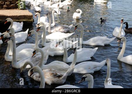 Gruppe von Schwänen und Mandarinenten am Flussufer am sonnigen Tag im Frühjahr, Berkshire, Großbritannien Stockfoto