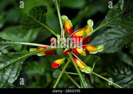 Nahaufnahme von rotem und gelbem Kongo-Kakadus, Papageienimatien oder Papageienpflanze (Impatiens niamniamensis) mit dunkelgrünen Blättern. Stockfoto