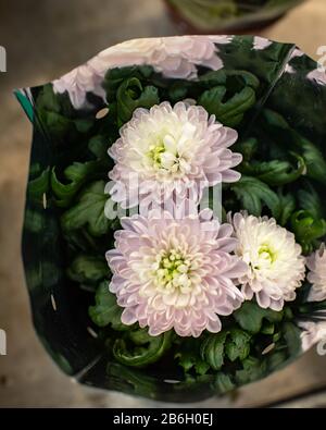 Blumenstrauß aus weißen lilafarbenen Chrysanthemen blüht, drei Blumen mit Grüns in Kunststoffverpackungen. Geschenk, romantischer Blumenstrauß von blühenden Chrysanthemen, Oberteil Stockfoto